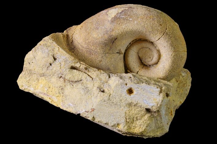 Ordovician Gastropod (Salpingostoma) Fossil - Wisconsin #162966
